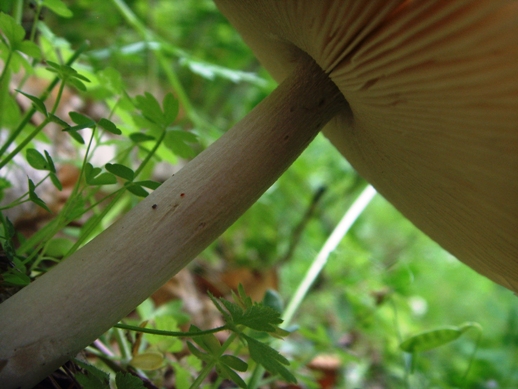 Collybia, Volvariella ?